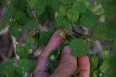 Abutilon viscosum, photographed by Eric Knight