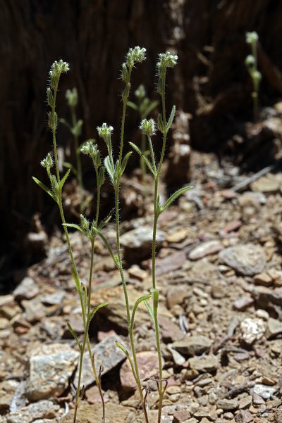 Cryptantha scoparia, photographed by Steve Matson