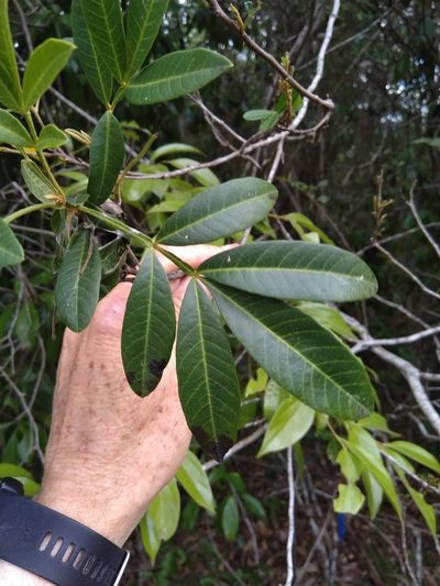 Cossinia australiana, photographed by Tony van Kampen