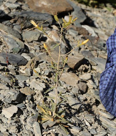 Mentzelia inyoensis, photographed by Steve Matson