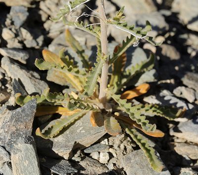 Mentzelia inyoensis, photographed by Steve Matson