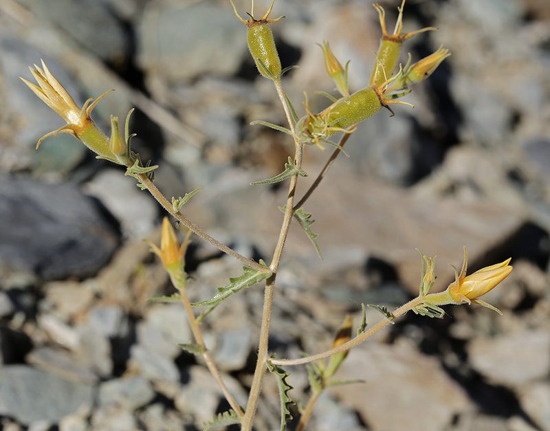 Mentzelia inyoensis, photographed by Steve Matson