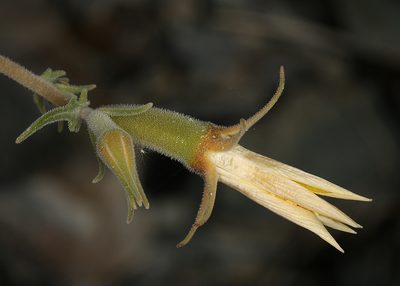 Mentzelia inyoensis, photographed by Steve Matson