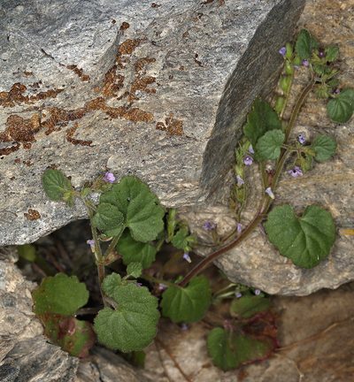 Phacelia peirsoniana, photographed by Steve Matson