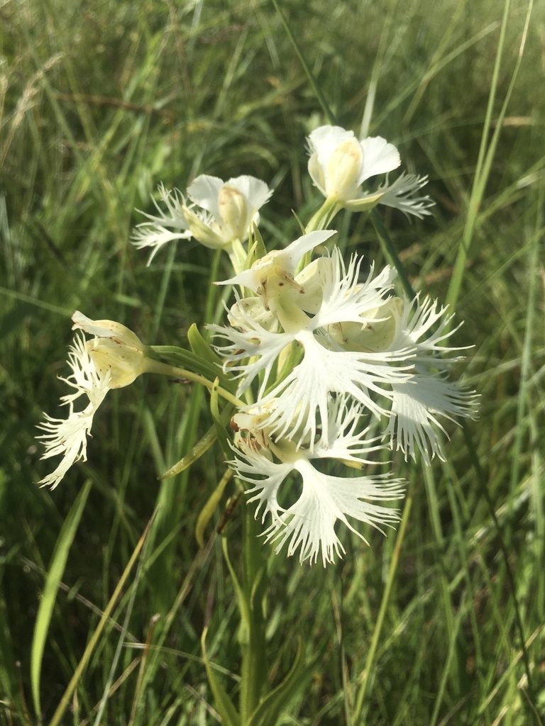 Platanthera praeclara, photographed by Rose Zappa