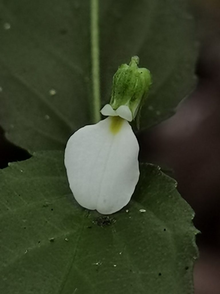 Hybanthus galeottii, photographed by Eduardo Chacón Madrigal
