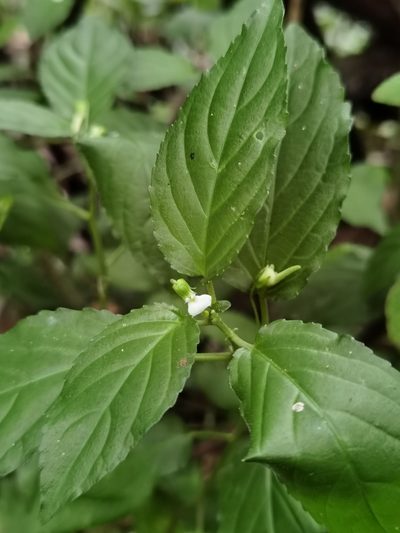 Hybanthus galeottii, photographed by Eduardo Chacón Madrigal