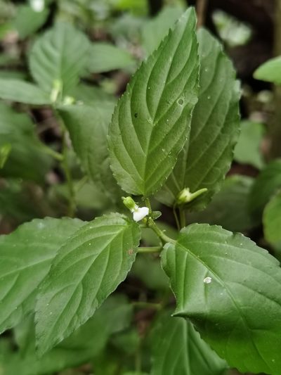 Hybanthus galeottii, photographed by Eduardo Chacón Madrigal