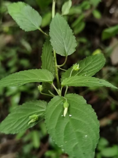 Hybanthus galeottii, photographed by Eduardo Chacón Madrigal