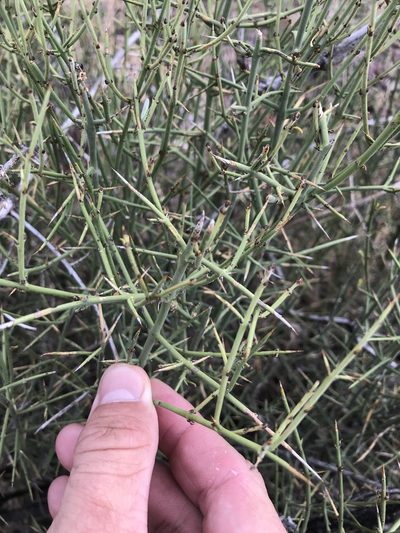 Adolphia infesta, photographed by Cody Stricker
