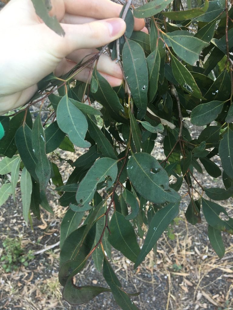 Eucalyptus paniculata, photographed by Thomas Mesaglio
