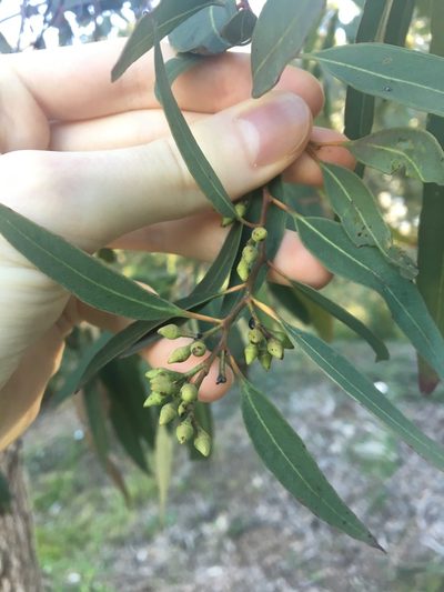 Eucalyptus paniculata, photographed by Thomas Mesaglio
