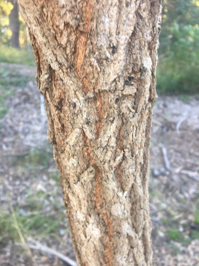 Eucalyptus paniculata, photographed by Thomas Mesaglio