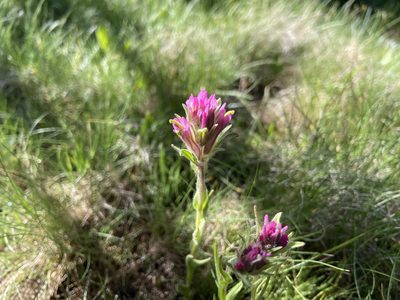 Castilleja lemmonii, photographed by Brandon Wheeler