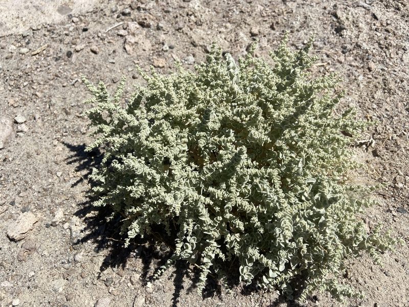Atriplex parryi, photographed by Brandon Wheeler