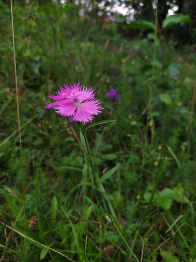 Dianthus plumarius, photographed by carnifex