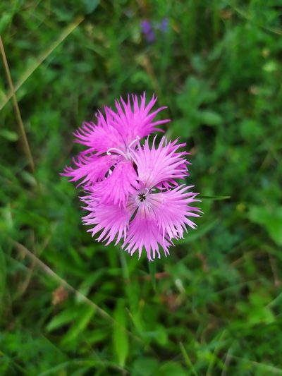 Dianthus plumarius, photographed by carnifex