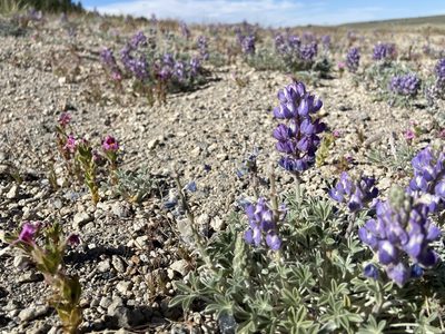 Lupinus duranii, photographed by Brandon Wheeler
