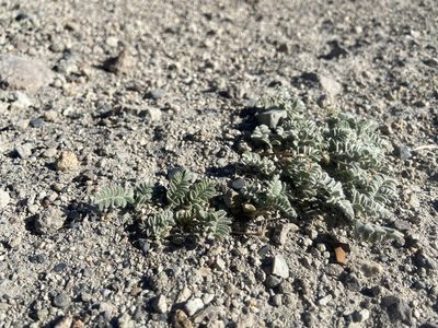 Astragalus monoensis, photographed by Brandon Wheeler