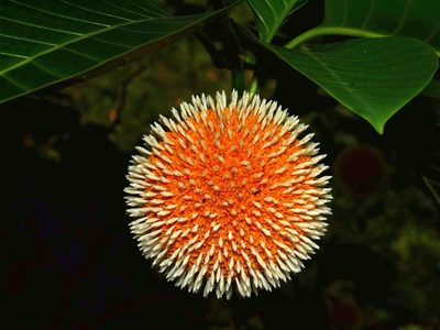 Neolamarckia cadamba, photographed by Jacy Chen