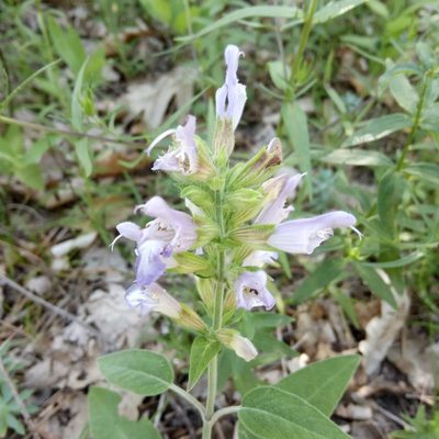 Salvia tomentosa, photographed by Vlad R