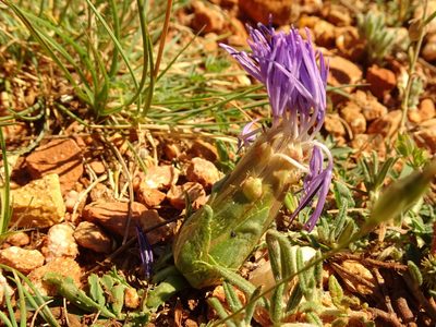 Carduncellus mitissimus, photographed by Thomas Koffel