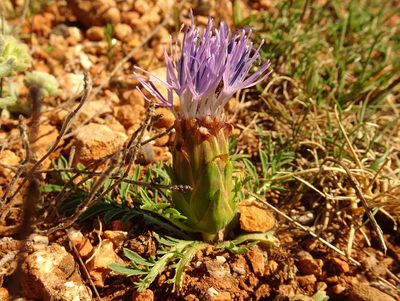Carduncellus mitissimus, photographed by Thomas Koffel
