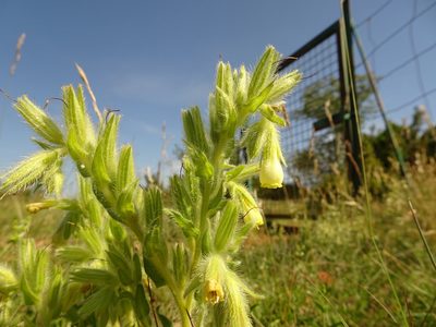 Onosma fastigiata, photographed by Thomas Koffel