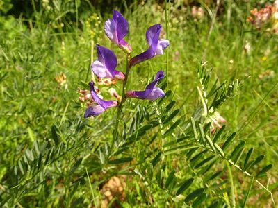 Vicia onobrychioides, photographed by Thomas Koffel