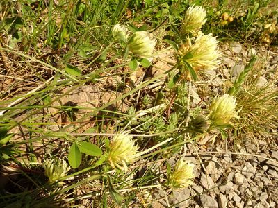 Trifolium ochroleucon, photographed by Thomas Koffel