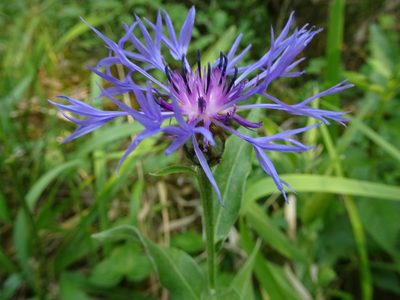 Centaurea semidecurrens, photographed by Thomas Koffel