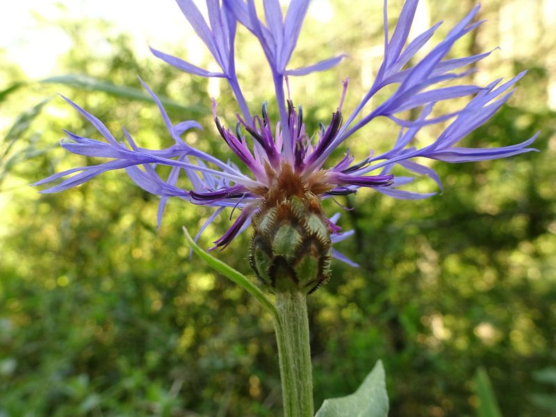 Centaurea semidecurrens, photographed by Thomas Koffel
