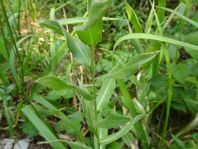 Centaurea semidecurrens, photographed by Thomas Koffel