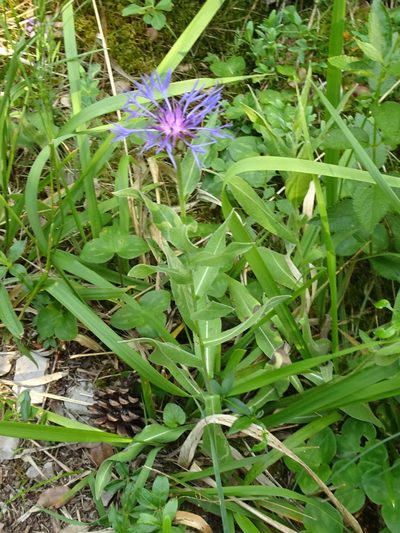 Centaurea semidecurrens, photographed by Thomas Koffel