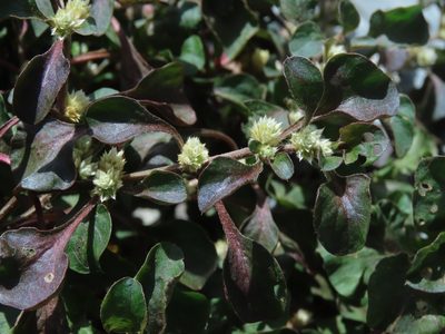 Alternanthera bettzickiana, photographed by chiuluan