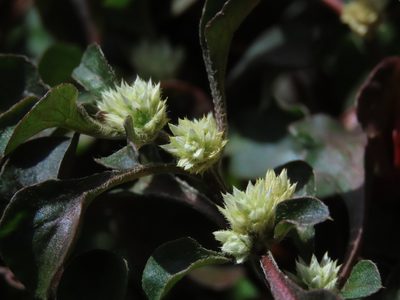 Alternanthera bettzickiana, photographed by chiuluan