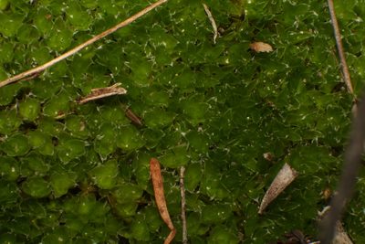 Pleurophascum occidentale, photographed by Em Lamond