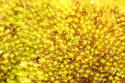 Campylopus bicolor, photographed by Em Lamond