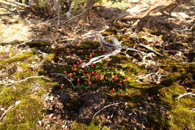Utricularia menziesii, photographed by Em Lamond