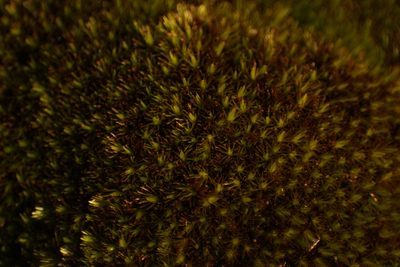 Campylopus bicolor, photographed by Em Lamond