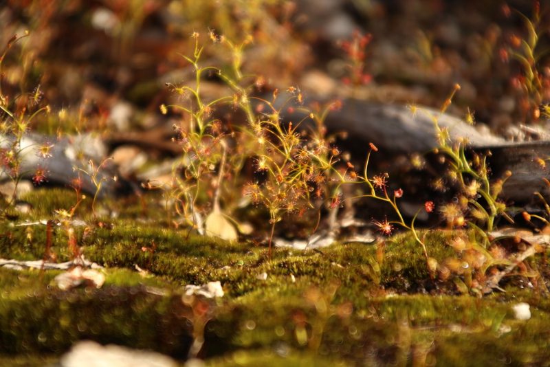 Drosera erythrogyne, photographed by Em Lamond