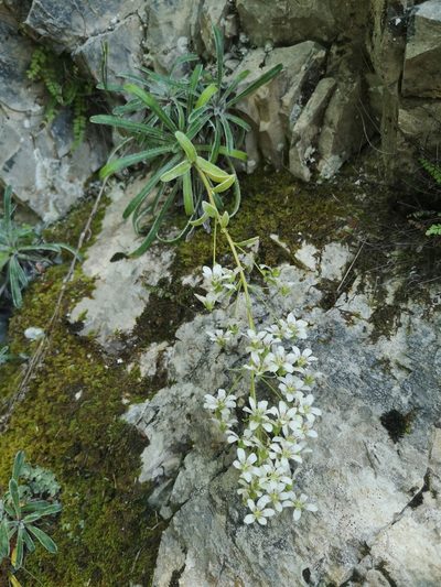 Saxifraga callosa, photographed by Mattia Menchetti