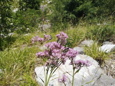 Adenostyles australis, photographed by Mattia Menchetti