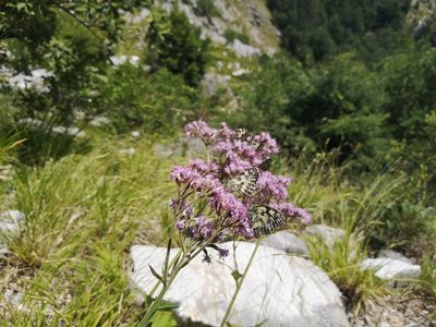 Adenostyles australis, photographed by Mattia Menchetti