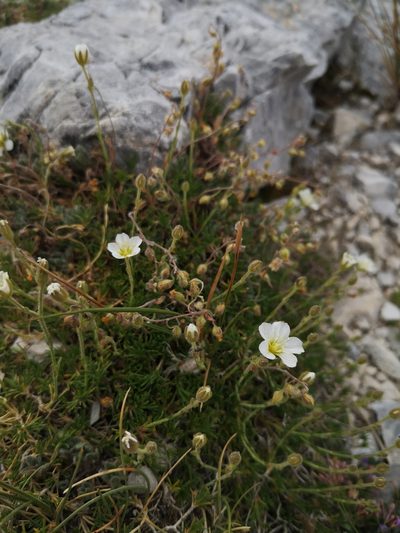 Cherleria capillacea, photographed by Mattia Menchetti