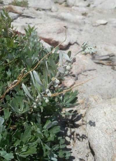 Artemisia lagocephala, photographed by Юлия