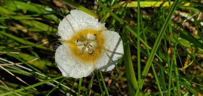 Calochortus subalpinus, photographed by Merlla McLaughlin
