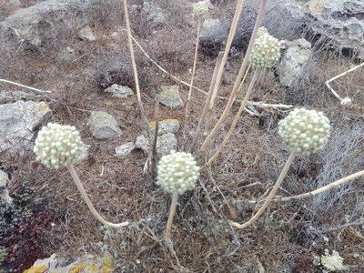 Allium commutatum