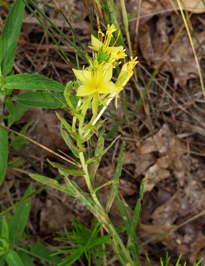 Oenothera clelandii, photographed by aarongunnar