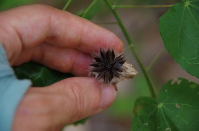 Abutilon hypoleucum, photographed by Eric Knight